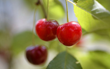 Картинка природа ягоды вишни