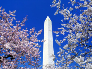 обоя cherry, blossoms, washington, monument, города