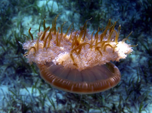 обоя jellyfish, животные, медузы