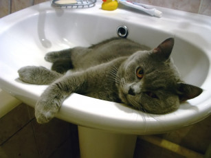 Картинка taler будешь себя хорошо вести научу воду наливать животные коты