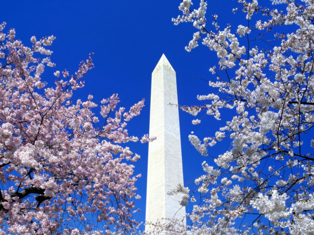 Обои картинки фото cherry, blossoms, washington, monument, города