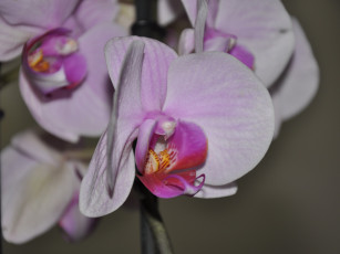 Картинка цветы орхидеи