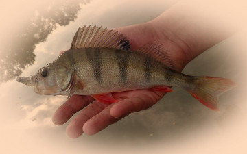Картинка perch1 животные рыбы