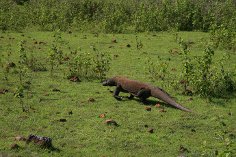 Картинка животные Ящерицы игуаны вараны кусты трава варан