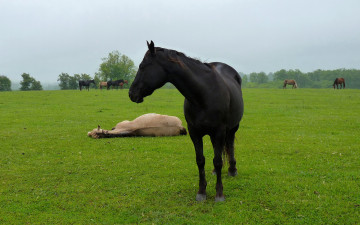 Картинка животные лошади трава лето