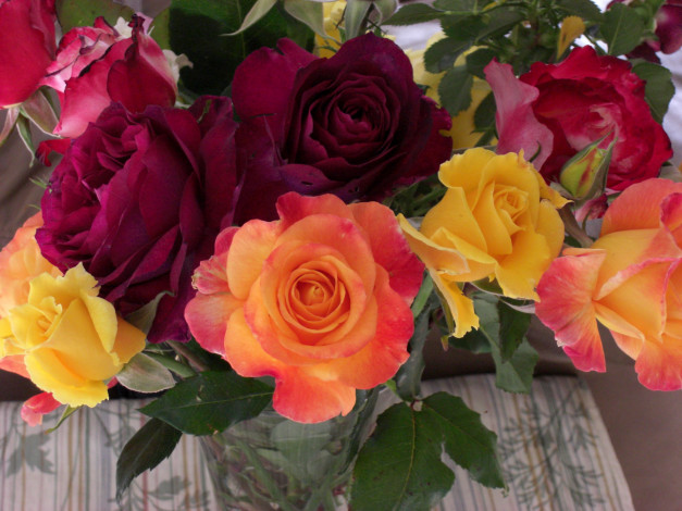 Обои картинки фото цветы, розы, разного, цвета