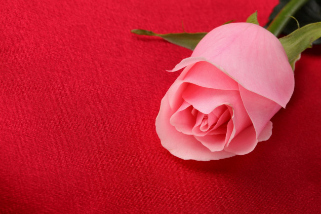 Обои картинки фото цветы, розы, розовая, на, красном