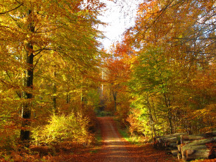 Картинка природа дороги бревна тропа осень лес
