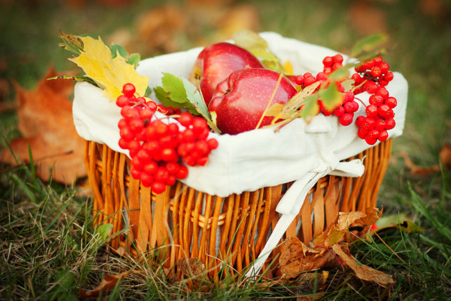 Обои картинки фото еда, фрукты, ягоды, калина, яблоки