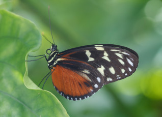 Картинка животные бабочки +мотыльки +моли макро bob decker листья насекомое усики крылья фон бабочка