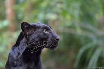 Картинка животные пантеры морда профиль леопард чёрный