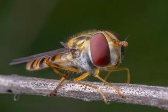Картинка животные насекомые глаза муха