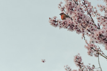 Картинка животные птицы ветка клест весна цветение дерево птица