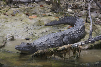 Картинка american+crocodile животные крокодилы крокодил