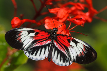 Картинка животные бабочки +мотыльки +моли цветок листья насекомое усики крылья фон бабочка макро bob decker