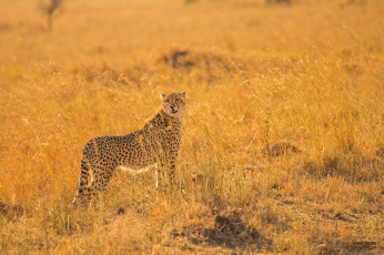 Картинка животные гепарды поза грация наблюдение хищник трава саванна