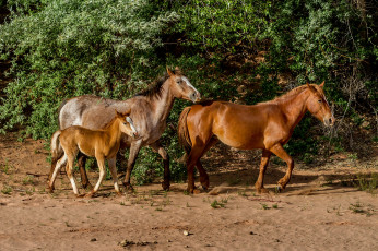 Картинка животные лошади трава луг лес