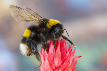 Картинка животные пчелы +осы +шмели шмель