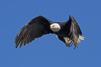 Картинка животные птицы+-+хищники белоголовый орлан