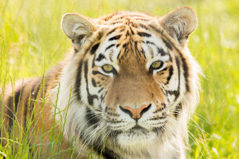Картинка животные тигры лето амурский портрет свет трава зелень хищник морда