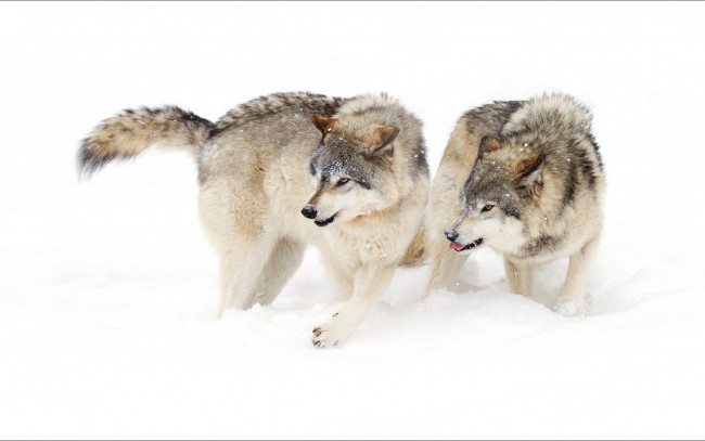 Обои картинки фото животные, волки,  койоты,  шакалы, снег, пара, зима