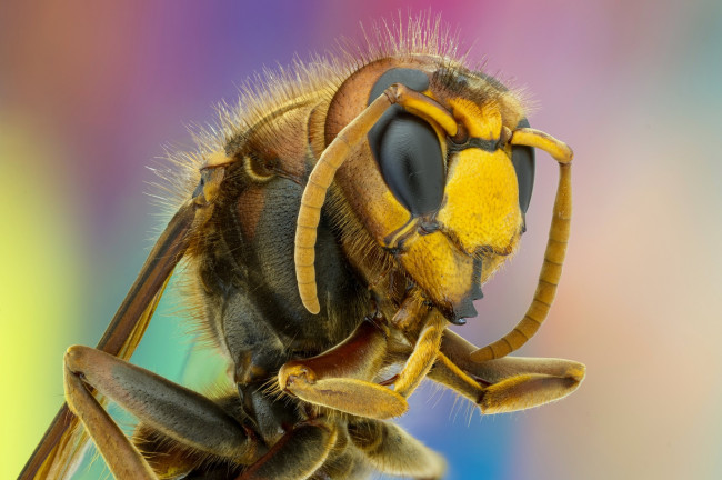 Обои картинки фото животные, пчелы,  осы,  шмели, оса