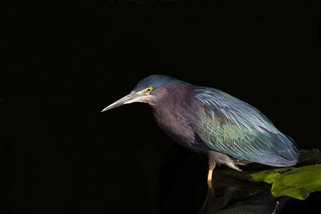 Обои картинки фото green heron, животные, цапли,  выпи, цапля