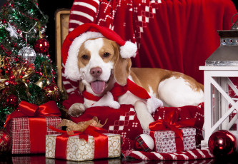Картинка животные собаки плед ёлка колпак собака шарики фонарь подарки