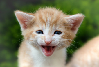 Картинка животные коты мордочка малыш котёнок пискля