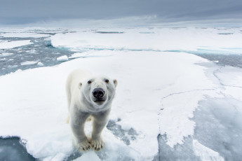 Картинка животные медведи белый медведь хищник снег лед северный полюс природа