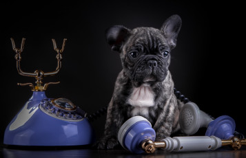 Картинка животные собаки щенок французский бульдог телефон мраморный