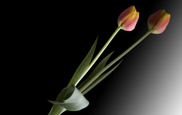 Картинка цветы тюльпаны черный фон