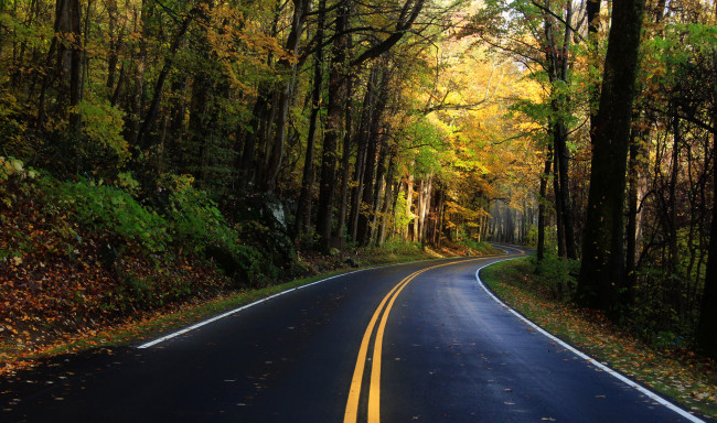 Обои картинки фото природа, дороги, разметка, дорога, листья, деревья