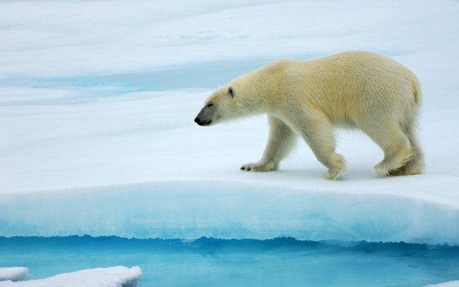 Обои картинки фото животные, медведи, снег, лед, полярный, белый, медведь, арктика