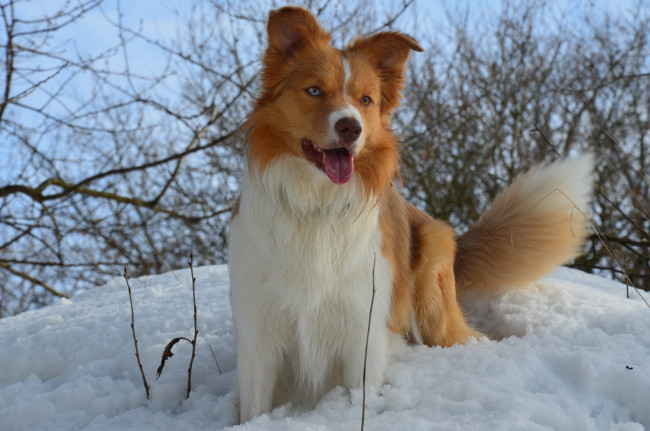 Обои картинки фото животные, собаки, зима, снег, собака