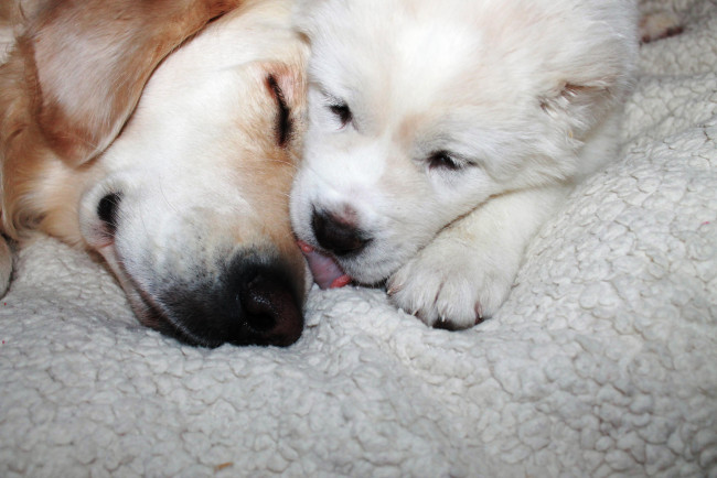 Обои картинки фото животные, собаки, щенок, собака, подстилка, сон, поцелуй, язык