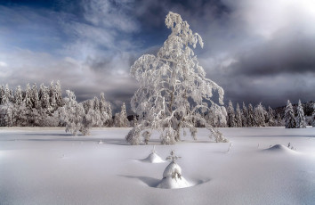 Картинка природа зима сугробы деревья снег