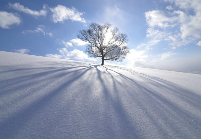 Обои картинки фото природа, зима, тень, облака, снег, лучи, дерево