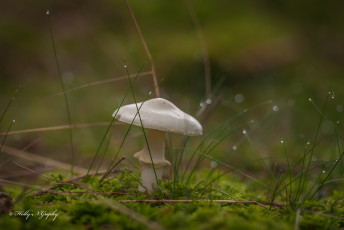 Картинка природа грибы лес капли трава мох макро