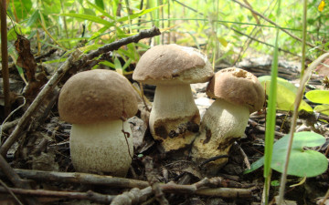 Картинка природа грибы грибочки лето