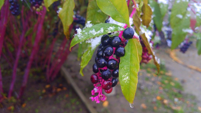 Обои картинки фото природа, Ягоды, снег, ягоды, листья