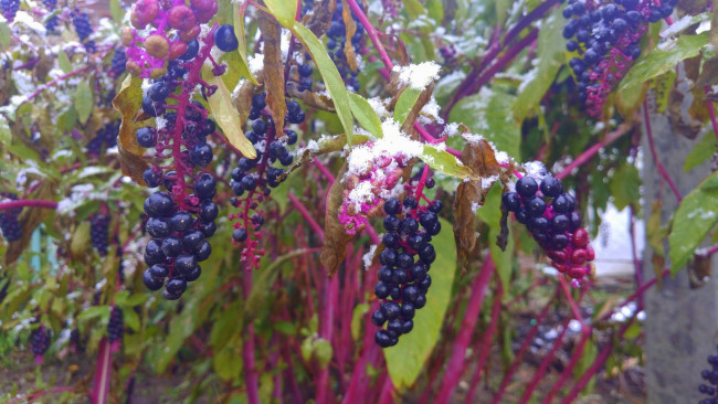 Обои картинки фото природа, Ягоды, снег, ягоды, листья