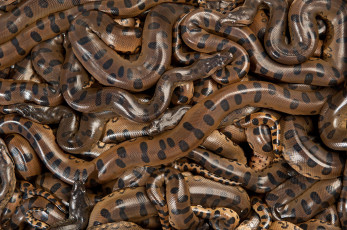Картинка анаконды животные змеи +питоны +кобры анаконда пресмыкающиеся ложноногие чешуйчатые змея джунгли тропики