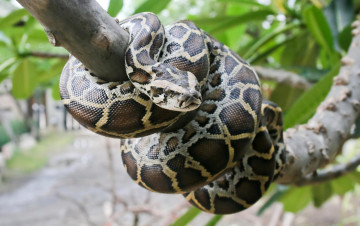 Картинка питон животные змеи +питоны +кобры пресмыкающиеся чешуйчатые змея джунгли тропики