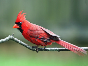 Картинка животные кардиналы
