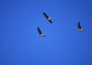 Картинка животные утки полет птицы небо