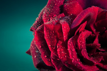 Картинка цветы розы роса капли лепестки макро