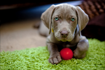 Картинка животные собаки щенок мячик