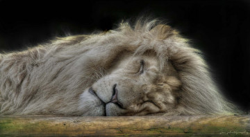 Картинка животные львы сон царь зверей