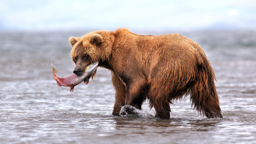Картинка медведь форель животные медведи камчатка